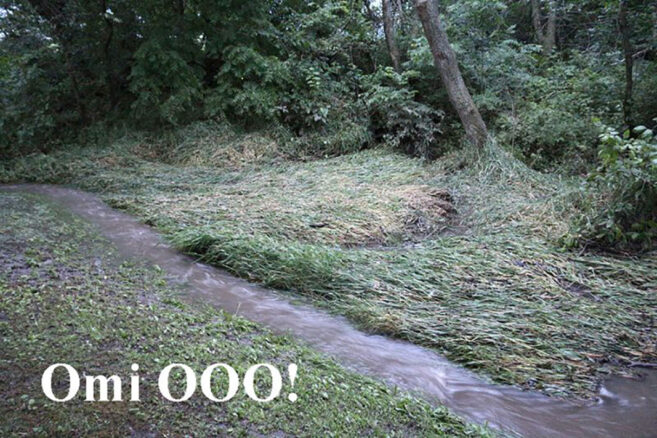 lush greenery and stream after flood